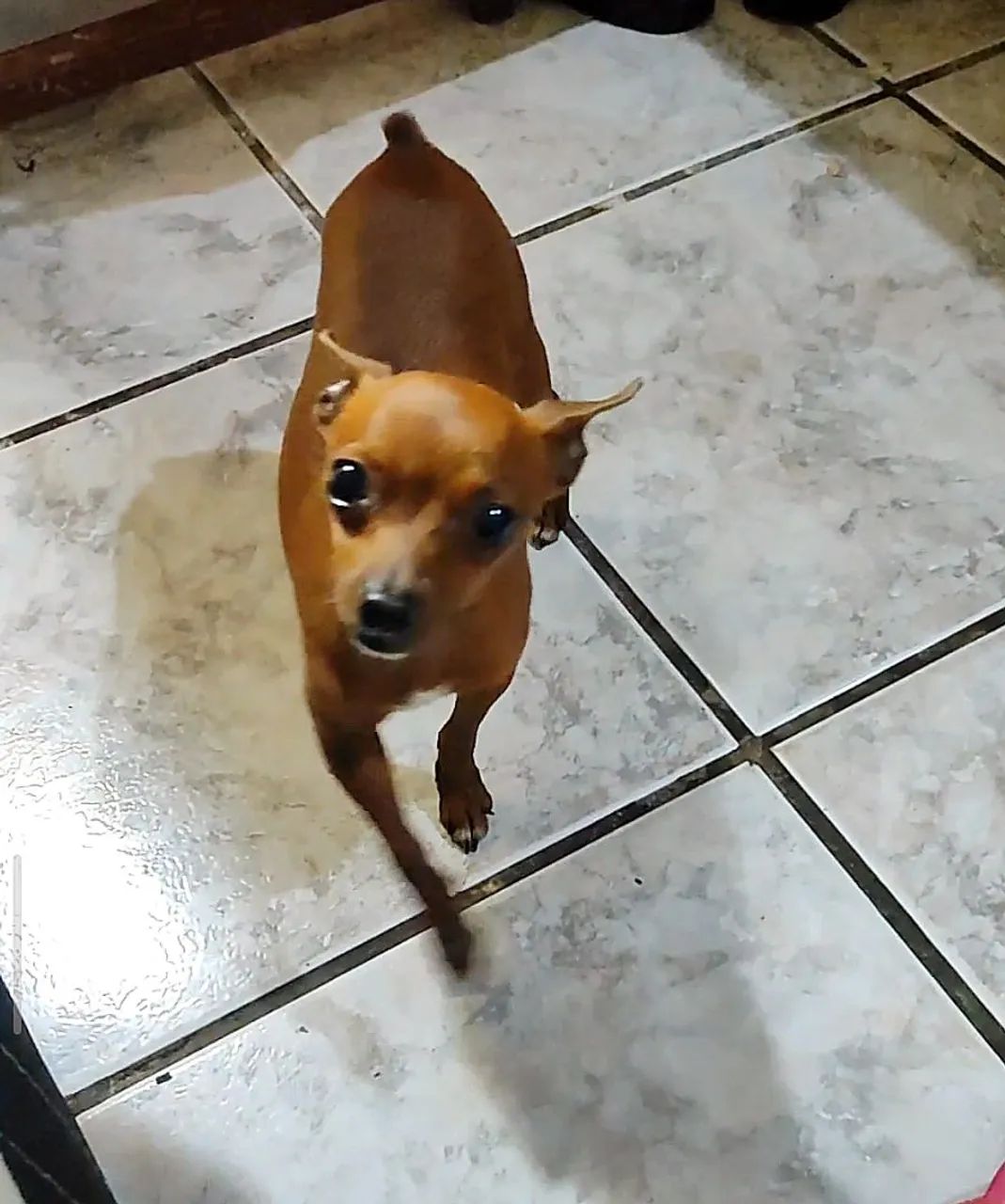 Pinscher zero - Foto 3