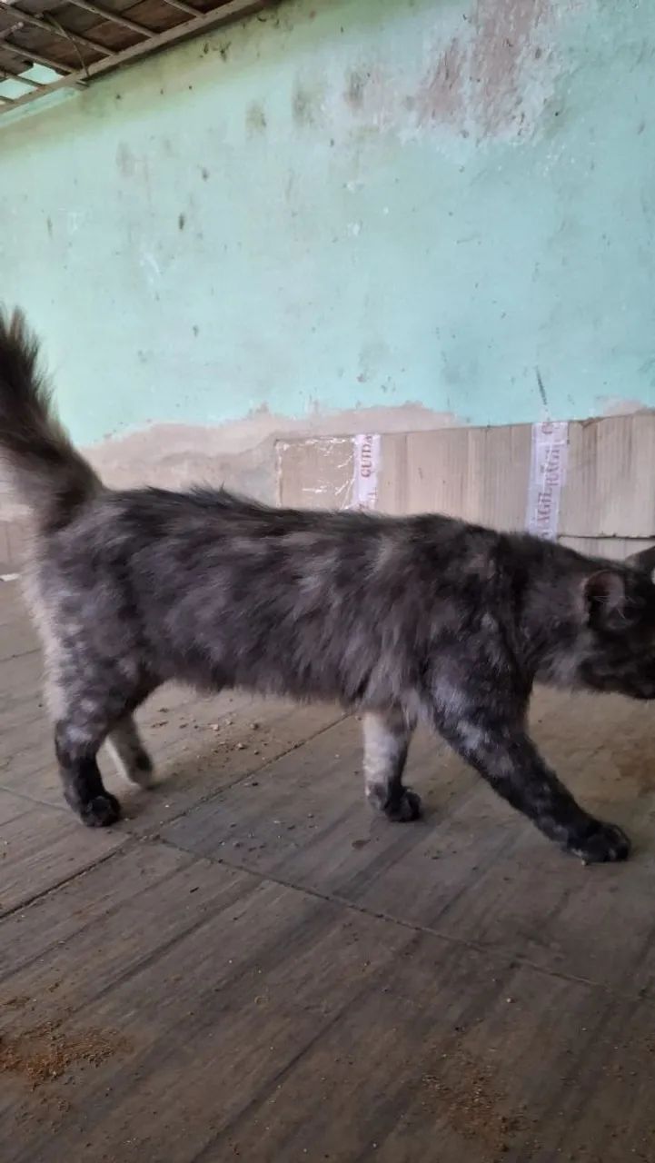 Doação de gatas - Foto 3