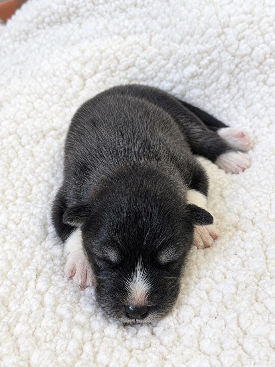 Husky Wooly - Foto 4