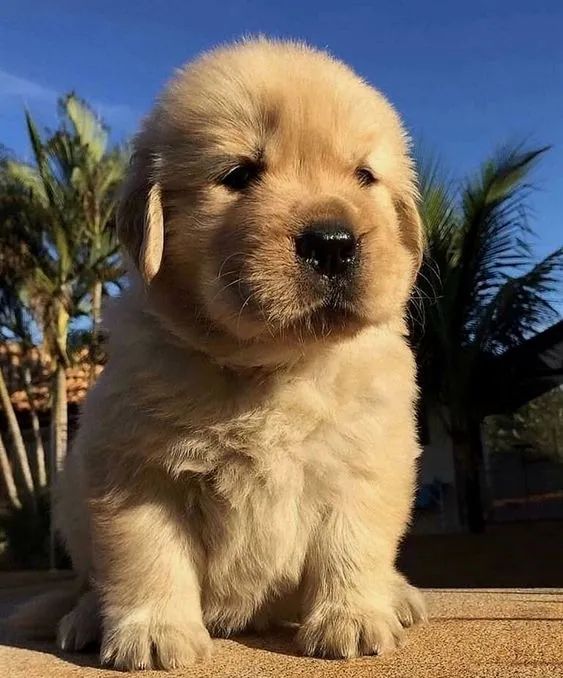 Golden Retriver Filhotes 