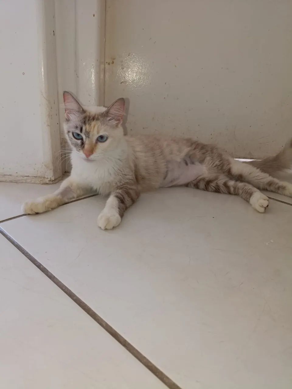 Gata castrada pra adoção 
