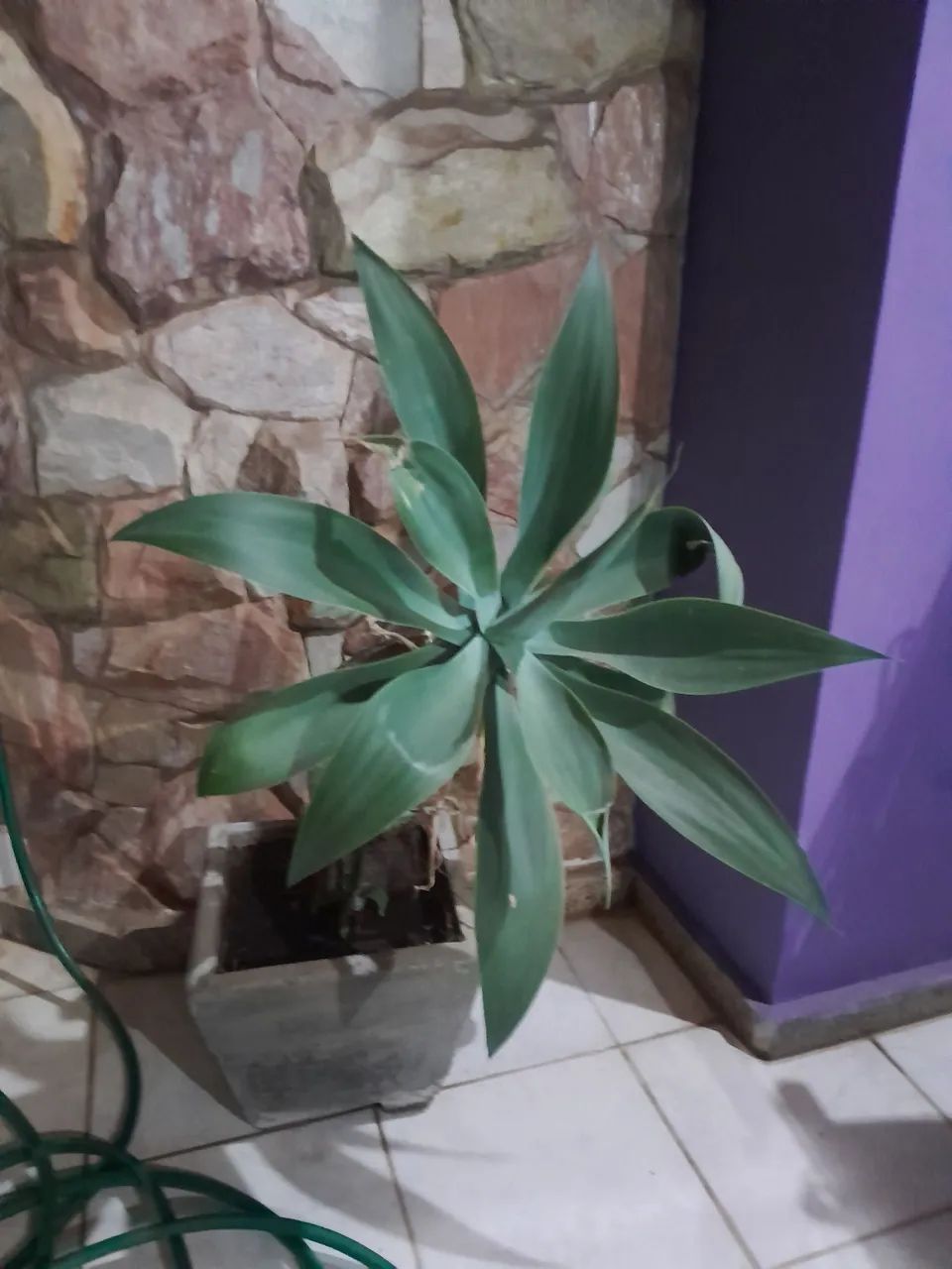 Vaso com planta