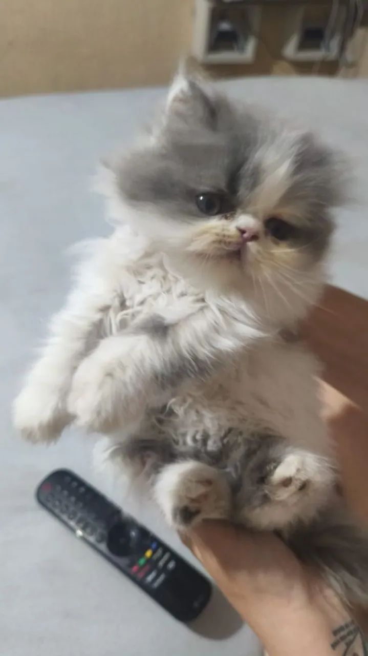 GATO PERSA FÊMEA 