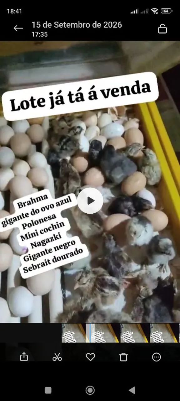 Pintinhos ornamentais á venda 