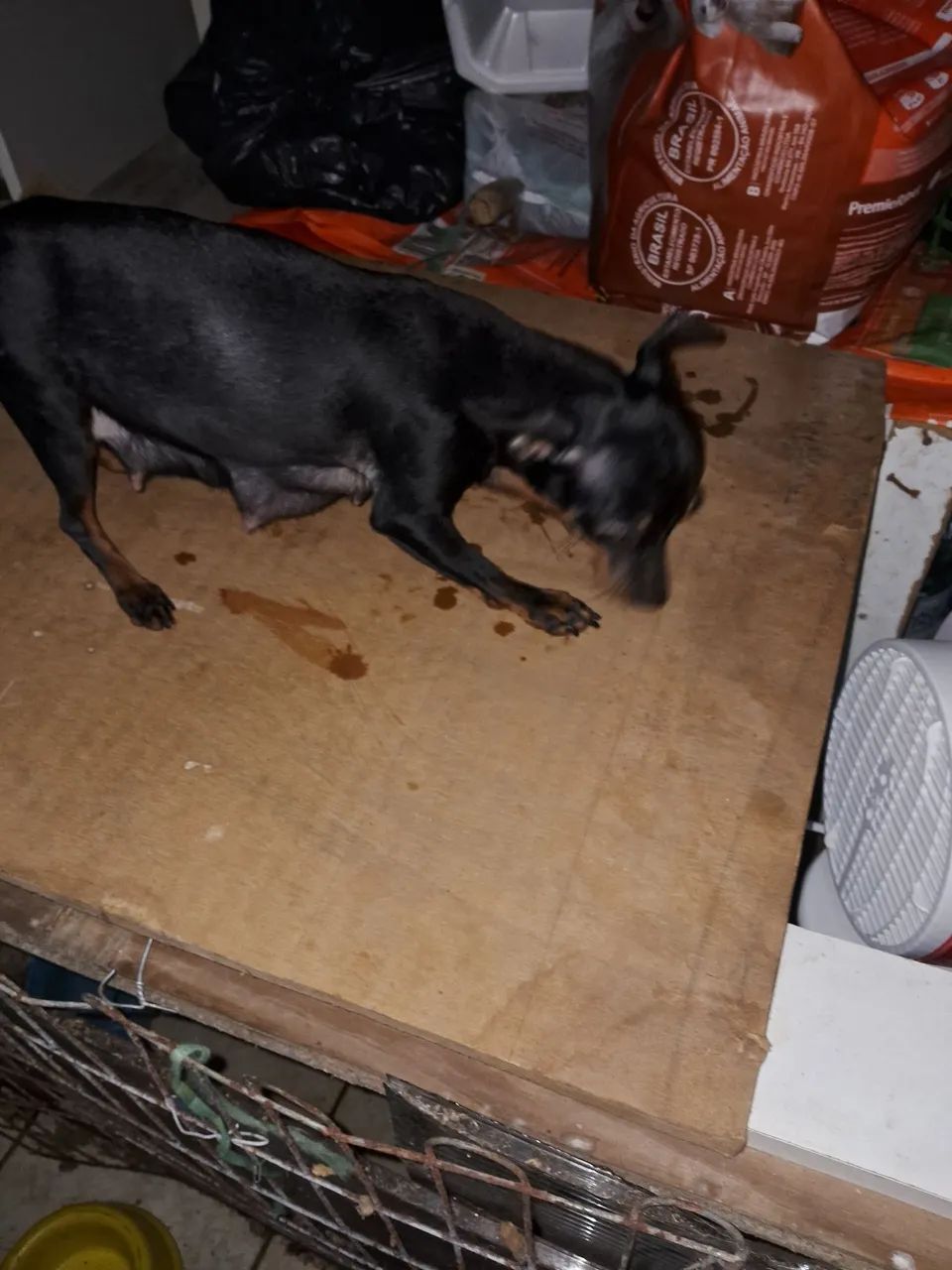 Animais de estimação  - Foto 5