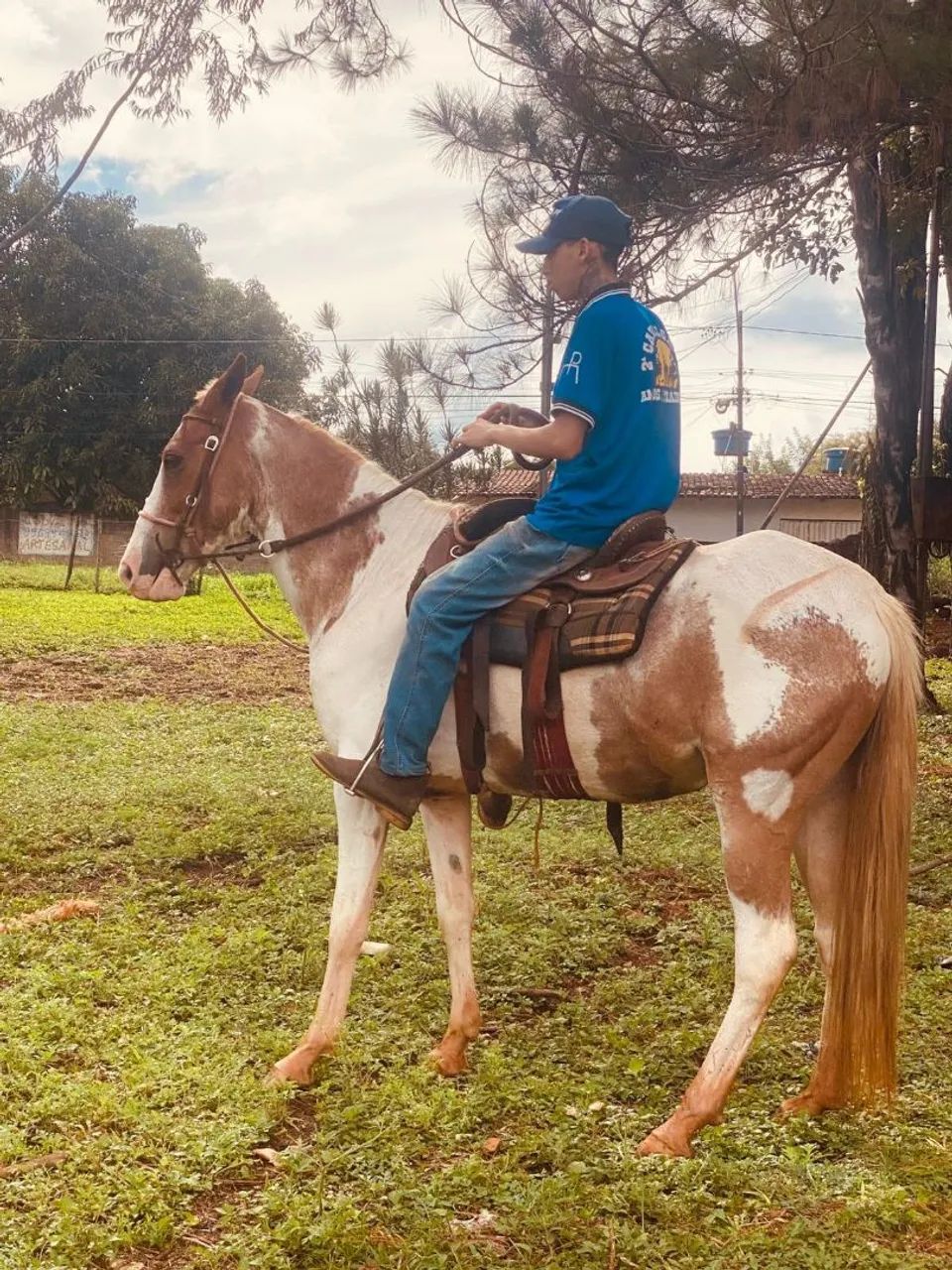 Cavalo MM  - Foto 4