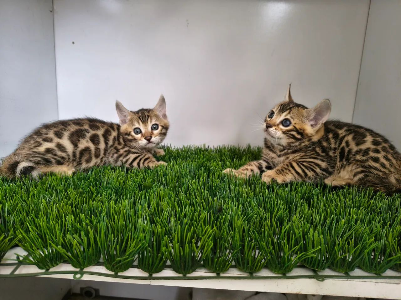 Gato de bengal  - Foto 3
