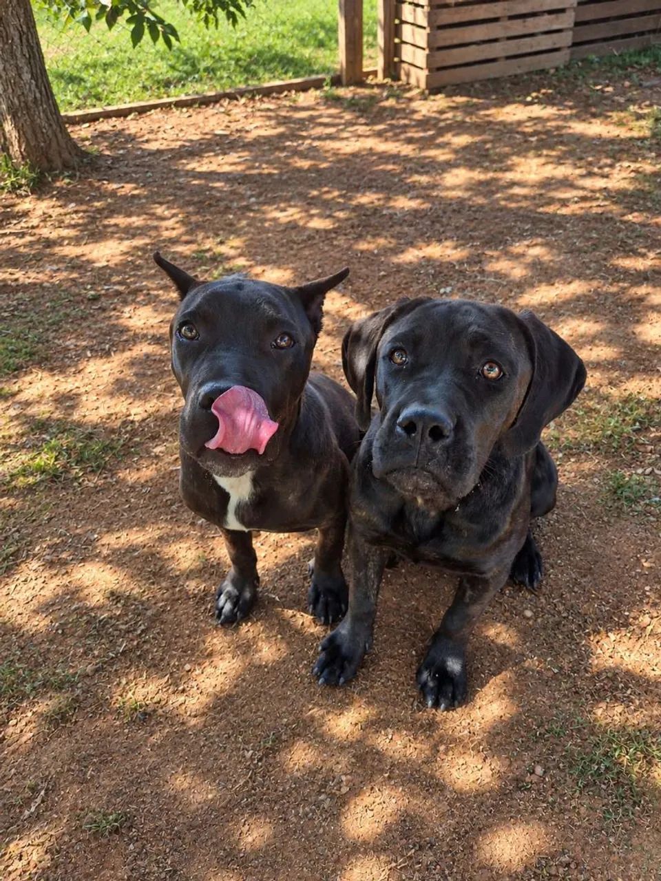 Casal cane corso 7 e 8 meses  - Foto 4