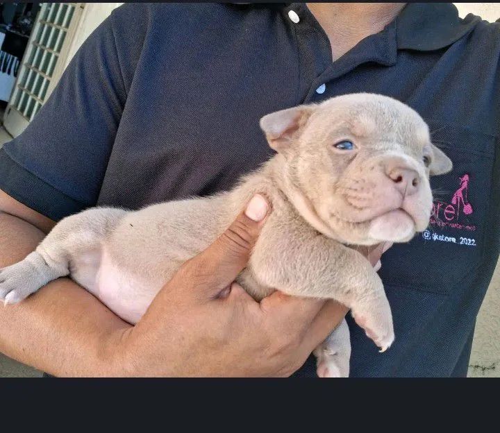 American Bully  - Foto 6