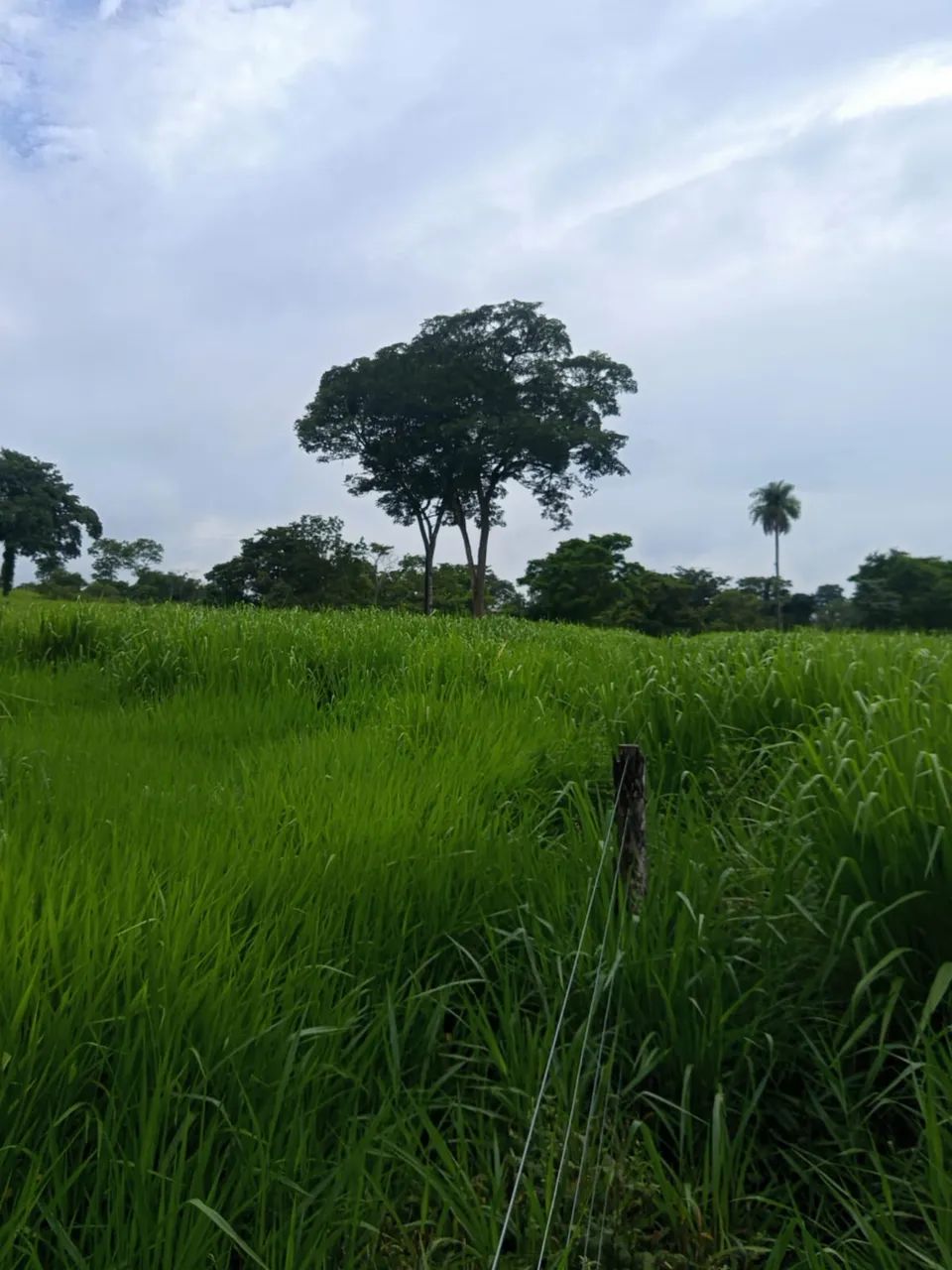 FAZENDAS PARA VENDA NO MARANHAO PARA E TOCANTINS - Foto 4