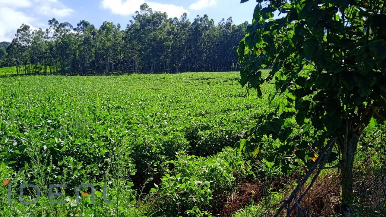 Sítio a venda em Jandaia do Sul/PR - Foto 2
