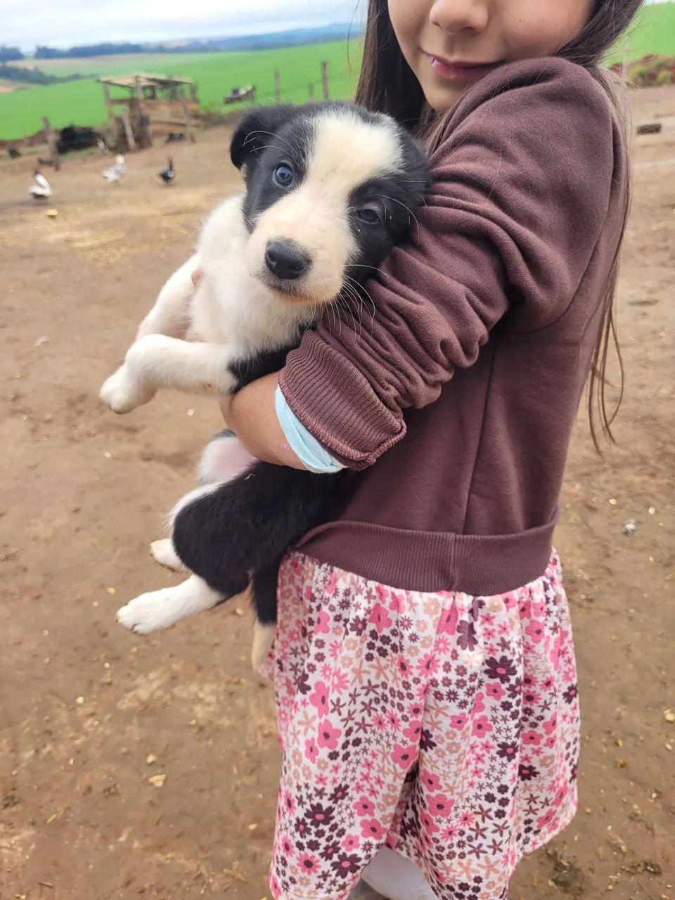 Border collie - Foto 3