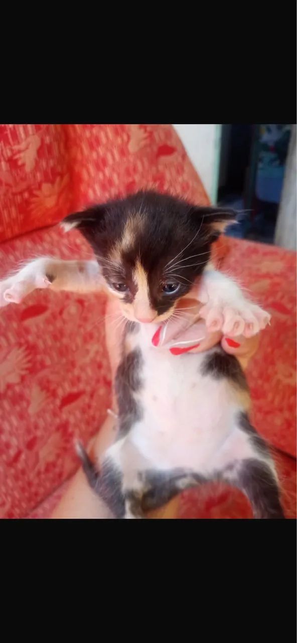 Doação de gatinho  - Foto 4