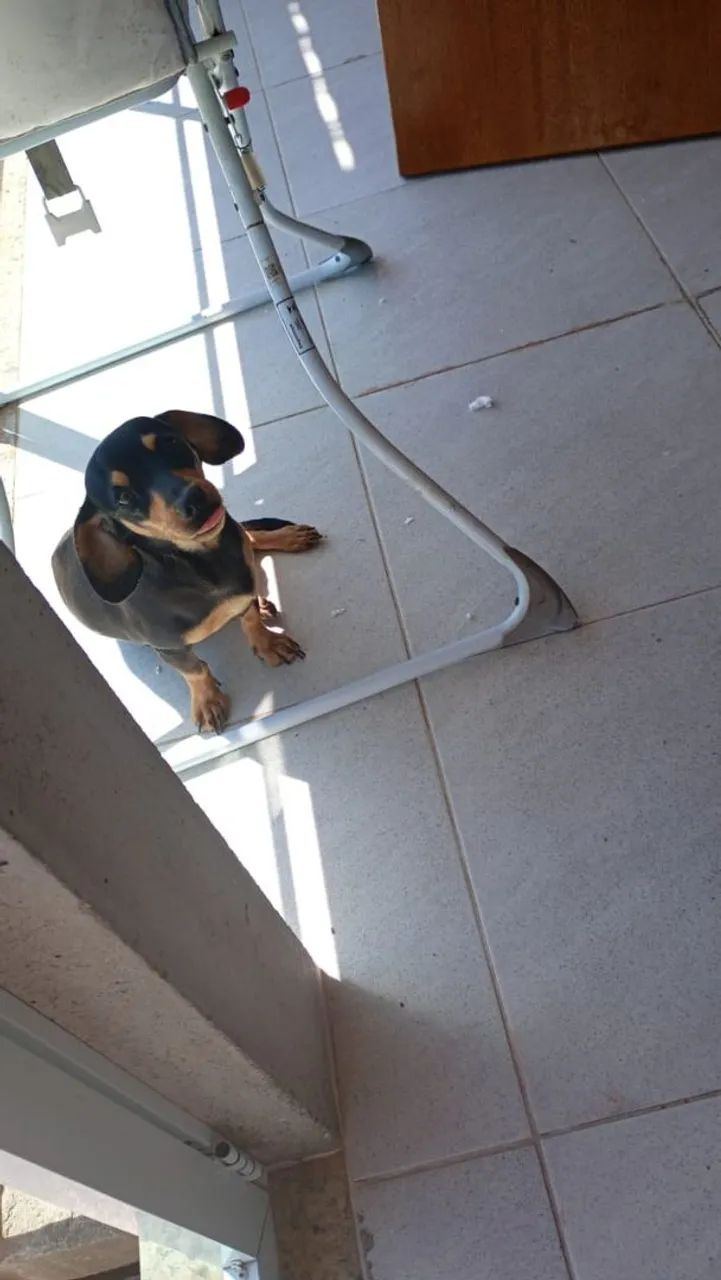 Salsicha  - Foto 2