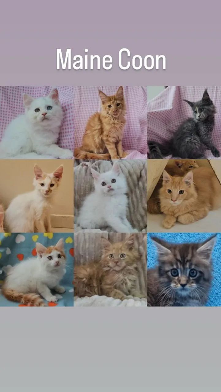 Maine Coon Filhotes - Gatil BSB Cat 