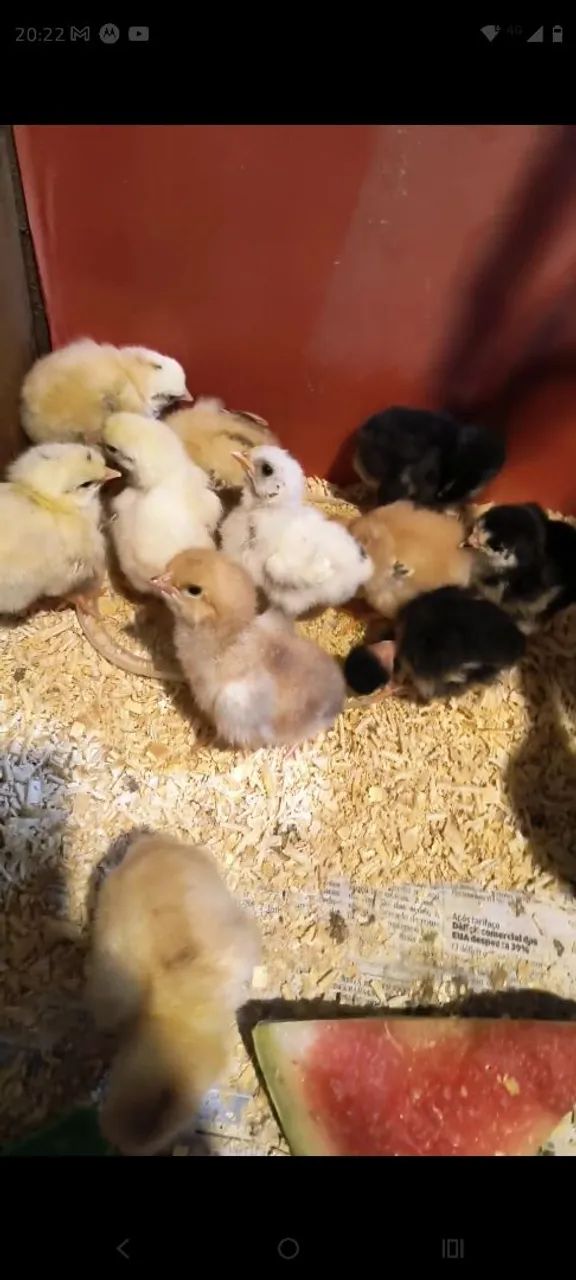 Ovos fértil Galinhas marrecos  - Foto 2