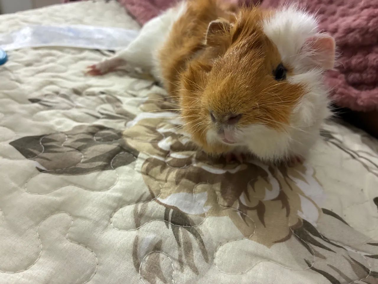 Porquinho da índia  - Foto 4