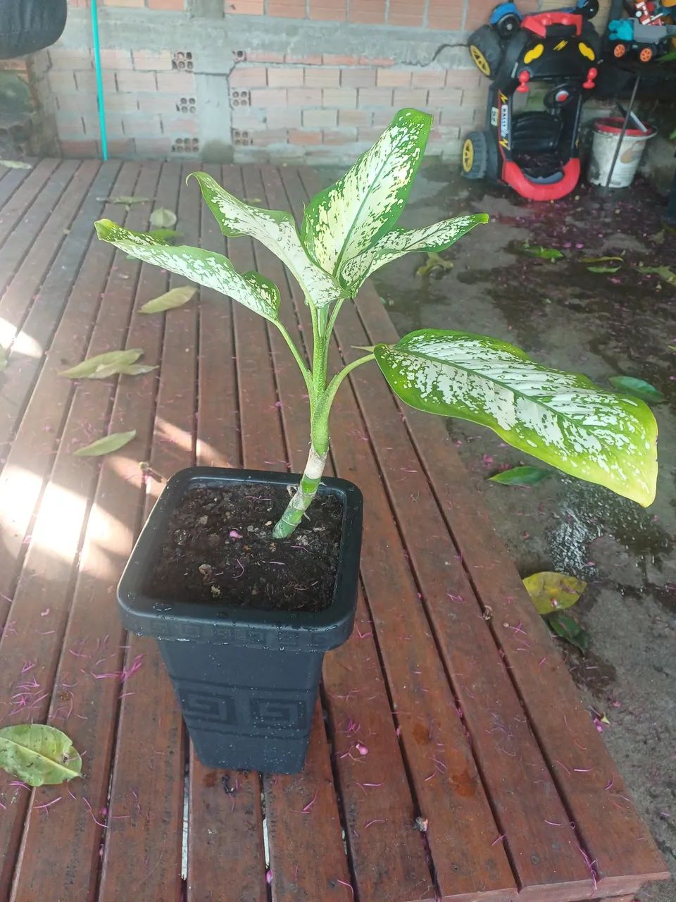 Vaso plantas Comigo ninguém pode  - Foto 2