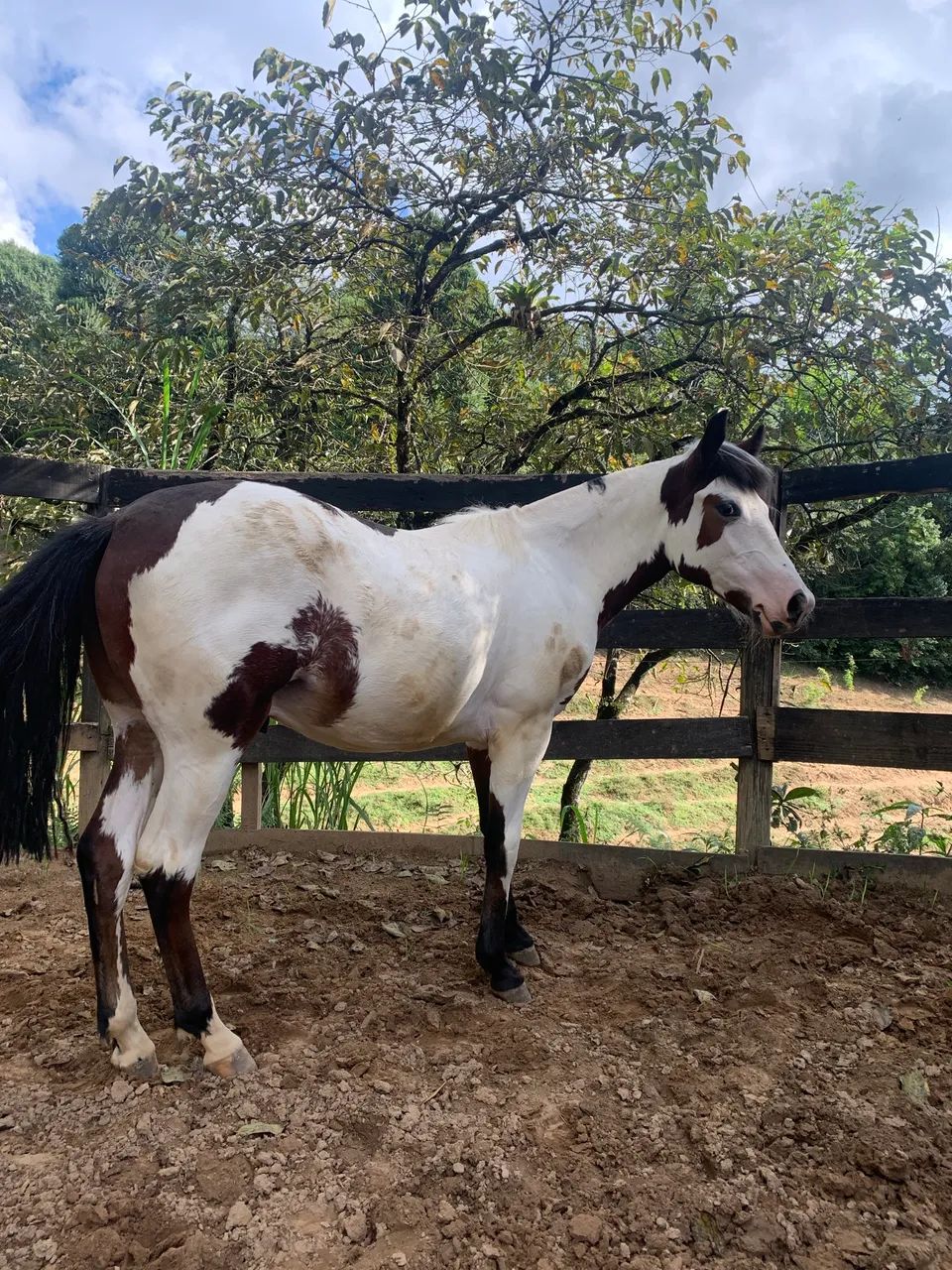 Potro crioulo oveiro Colorado - Foto 3