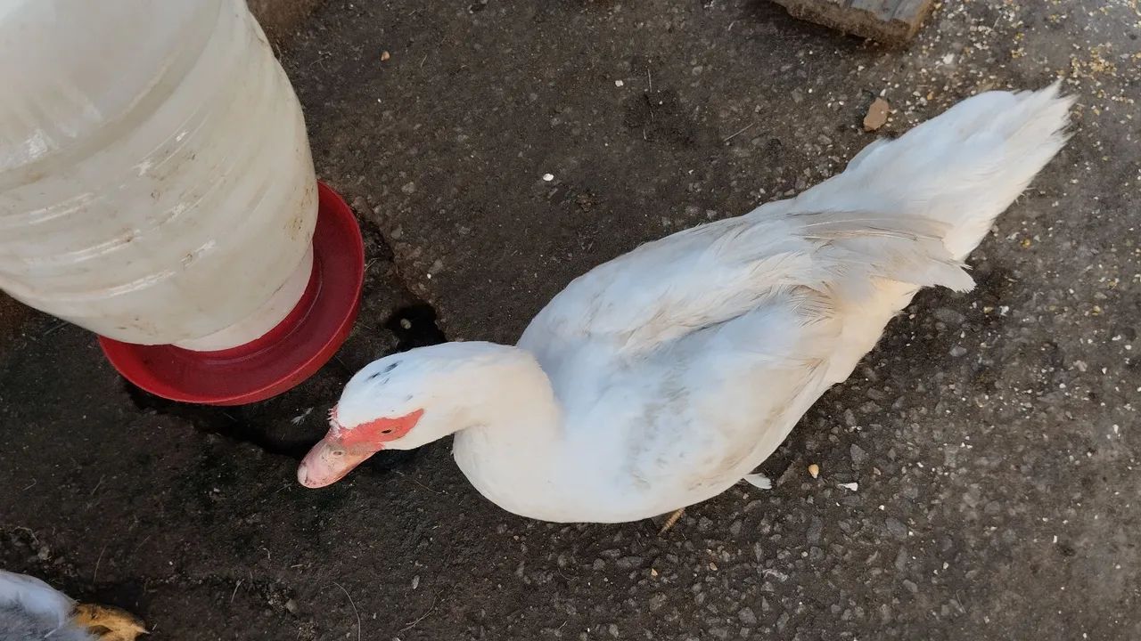 Patos   - Foto 3