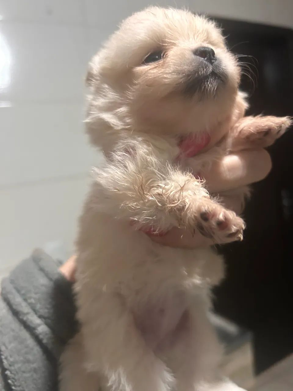 Cachorrinho  - Foto 3
