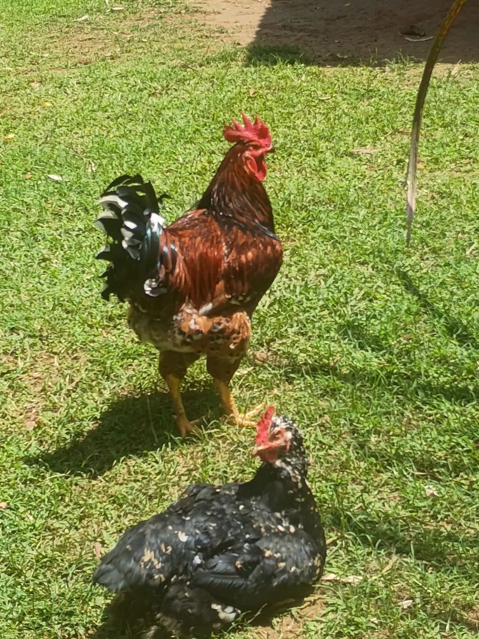 Frango GSB - Foto 5