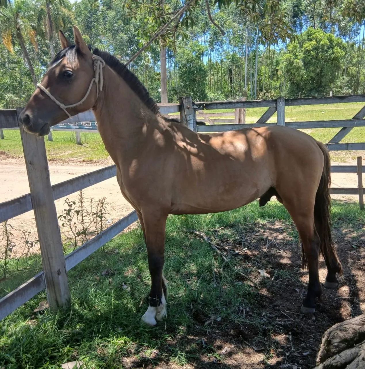 Cavalo criolo top  - Foto 5