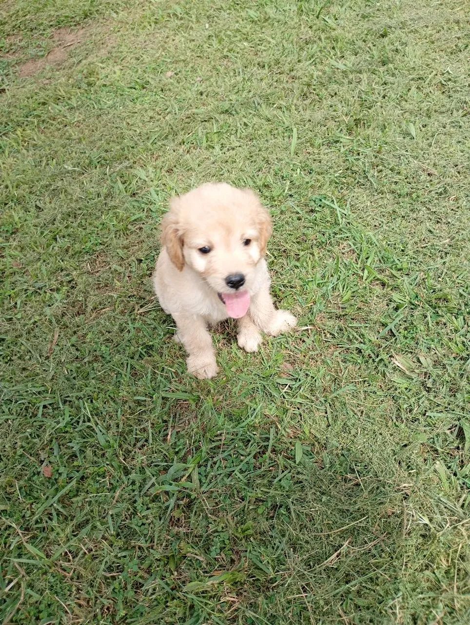 Filhotes de Poodle  - Foto 5