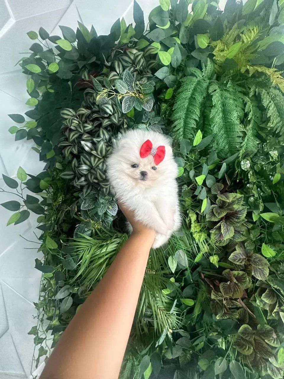 Lulu da pomerania - Foto 3
