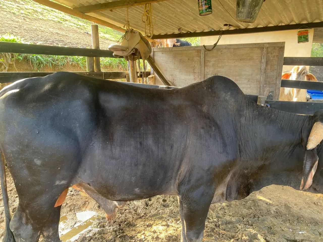 Garrote / vaca - Foto 4