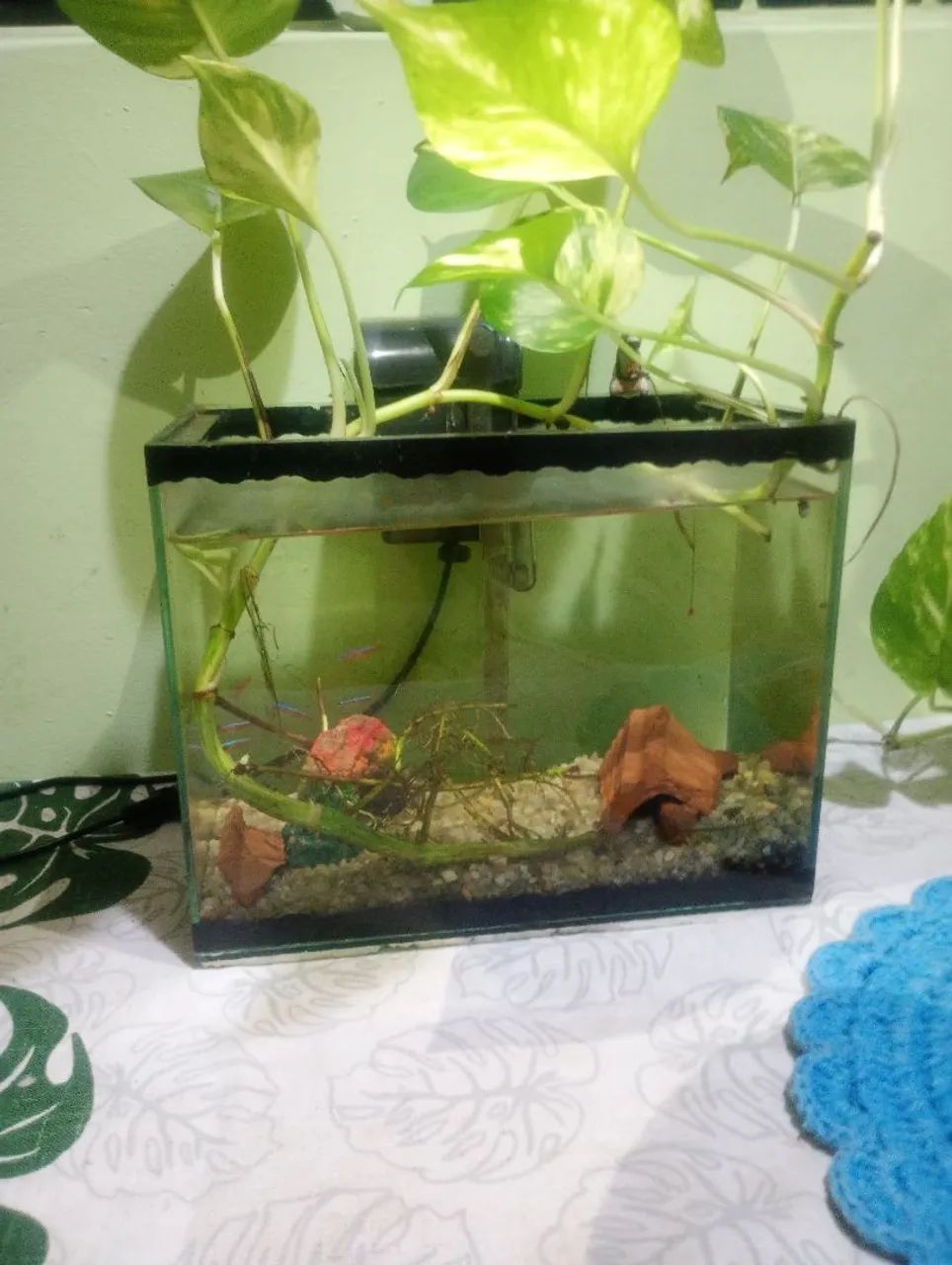 Aquário 9 litros, completo  - Foto 2