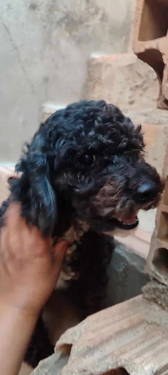 Doação de cachorro  - Foto 3