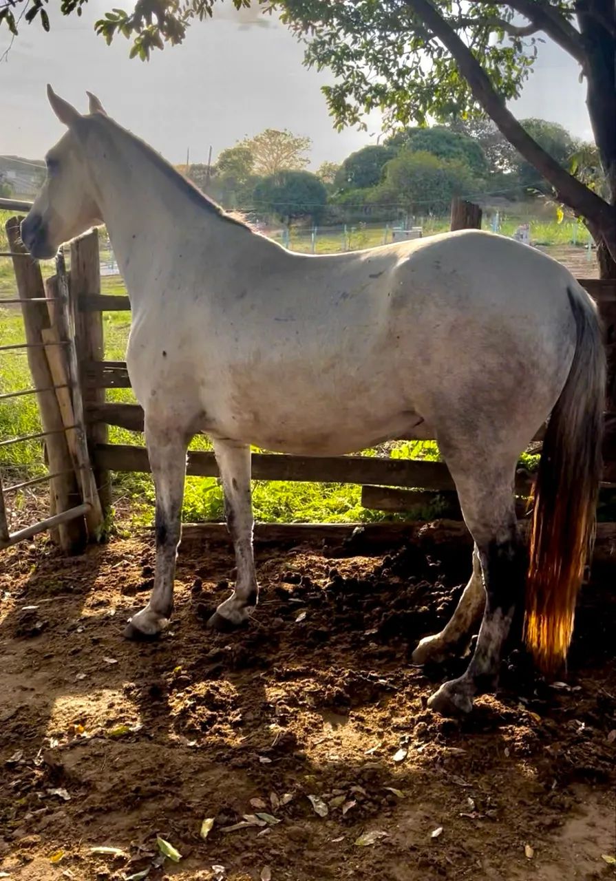 Egua Mangalarga Registrada