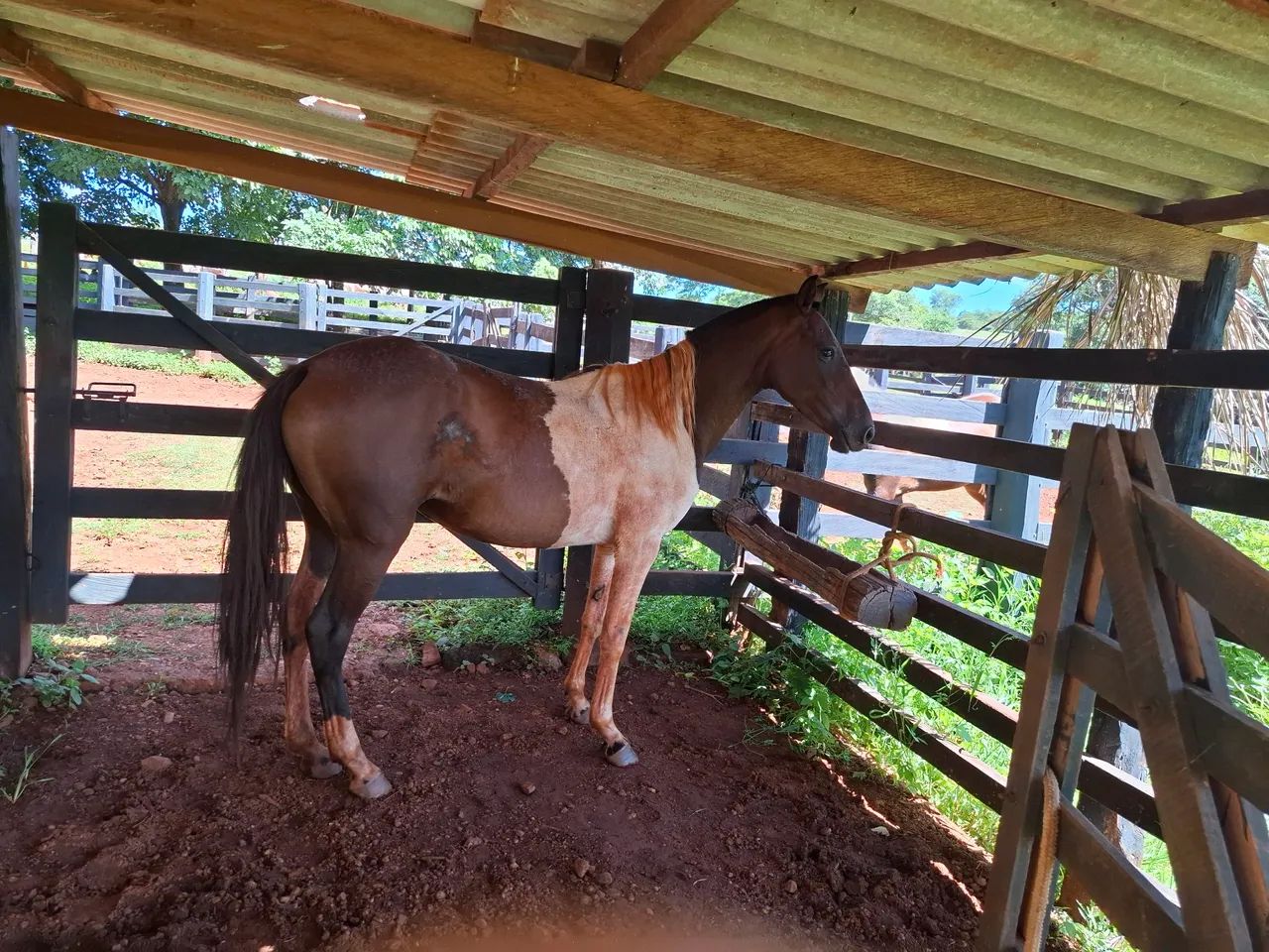 Égua pampa linda  - Foto 2