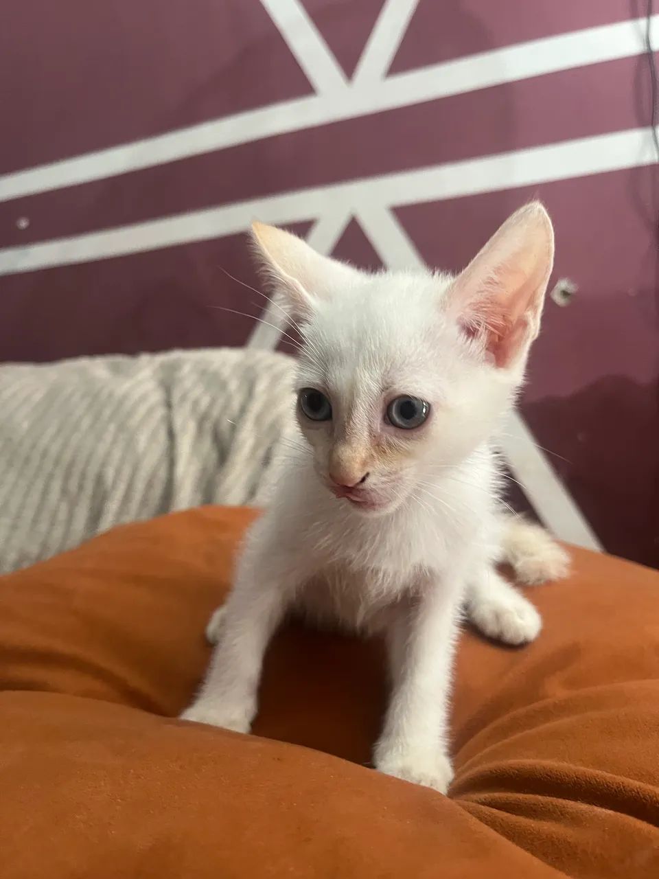 Doação gato - Foto 2
