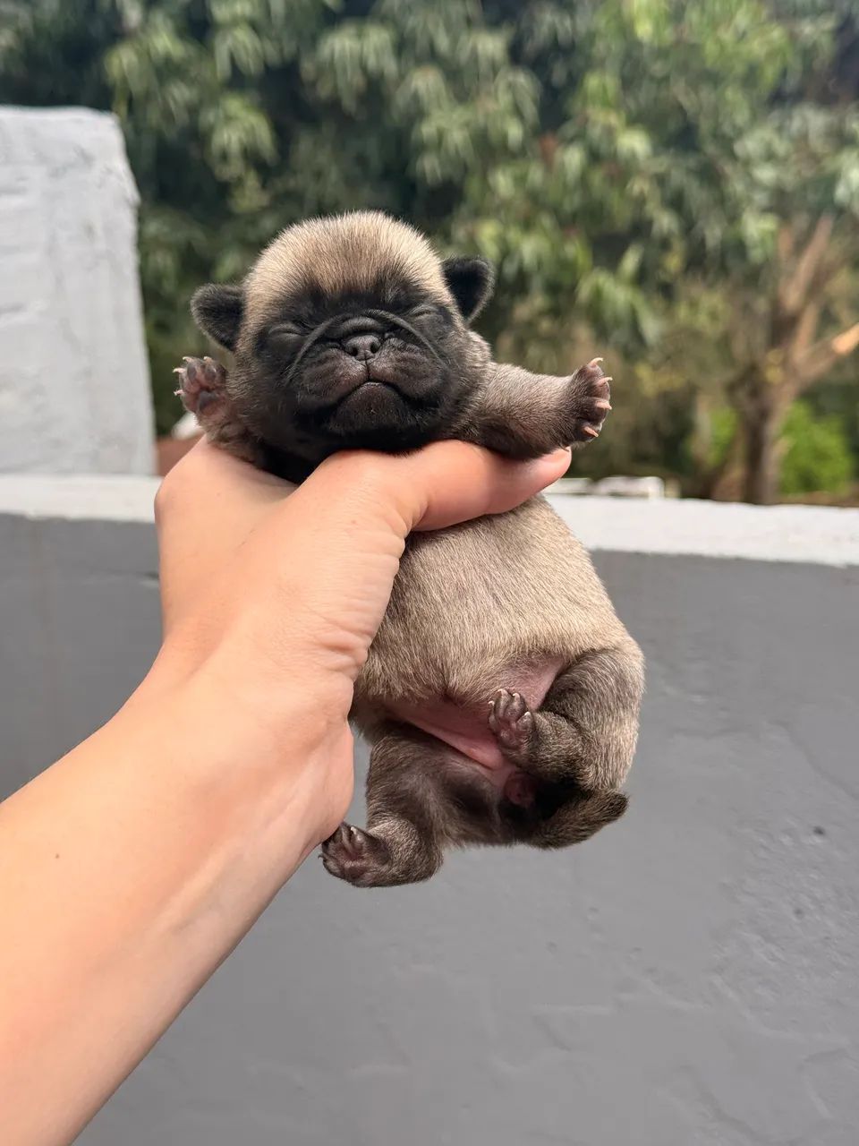 Pug macho 
