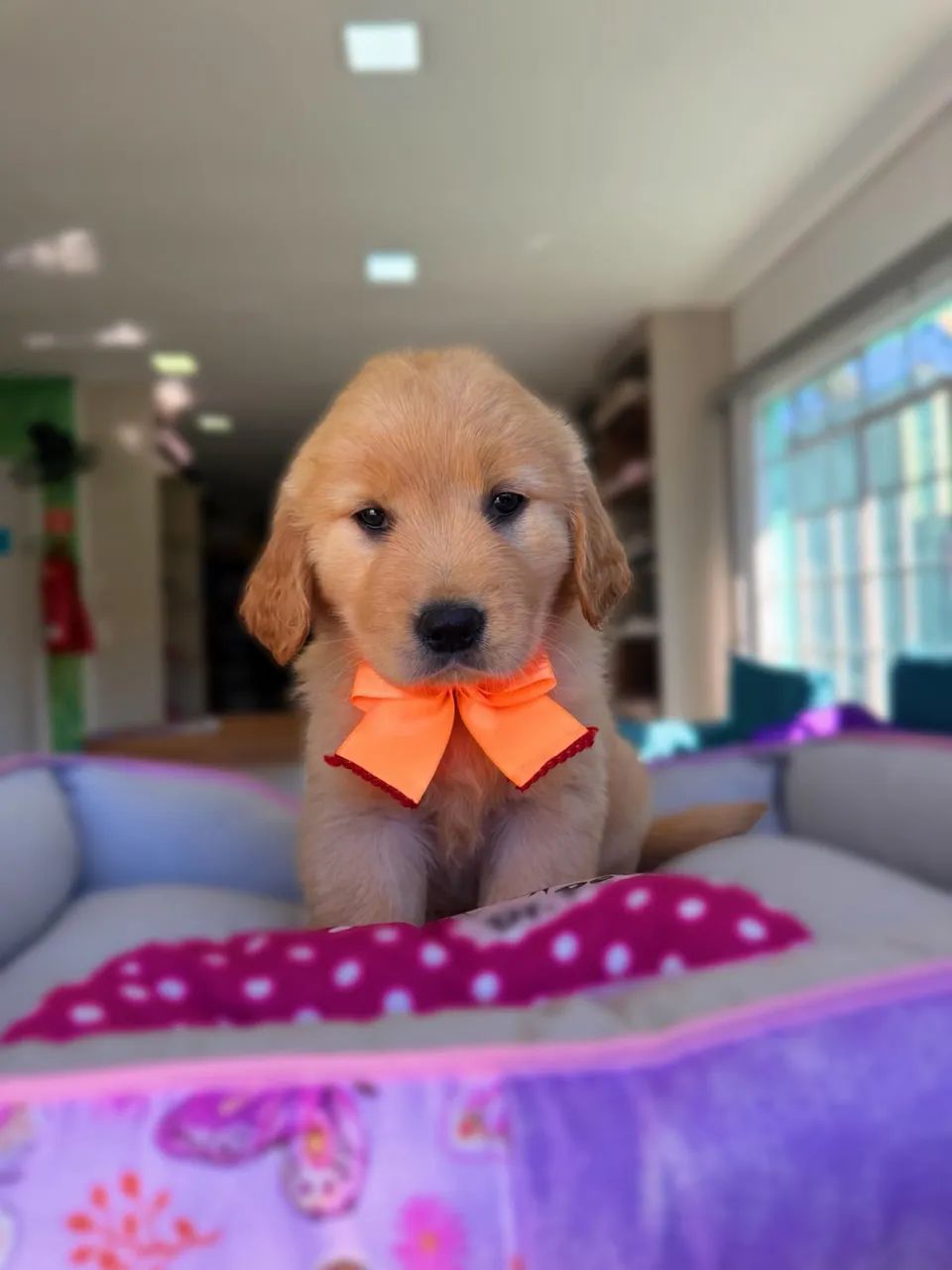 Golden Retriever  - Foto 3