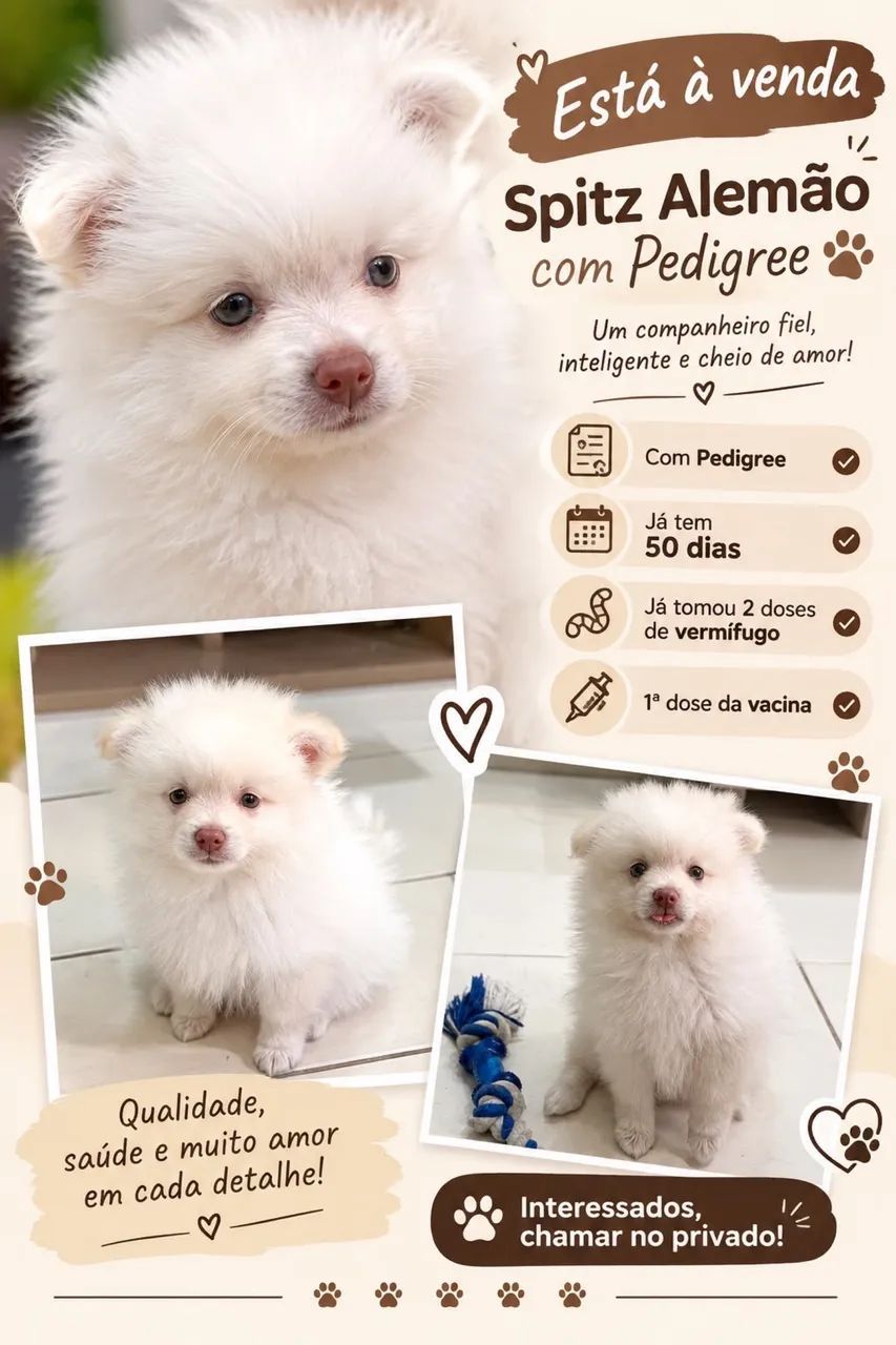 Spitz Alemão - Foto 4