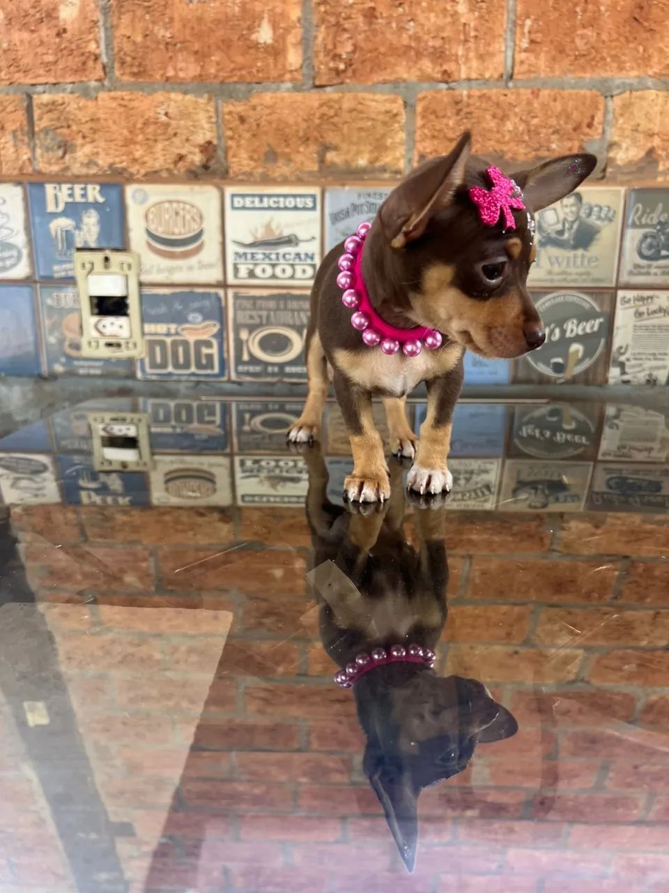 Pinscher fêmea chocolate pequena  - Foto 4