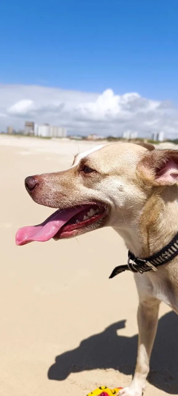Cachorra  - Foto 2