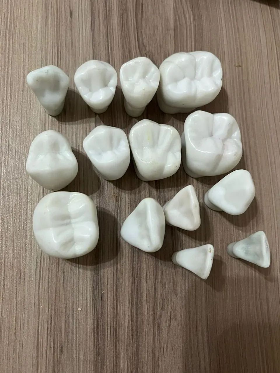 Dentes modelos de porcelana 