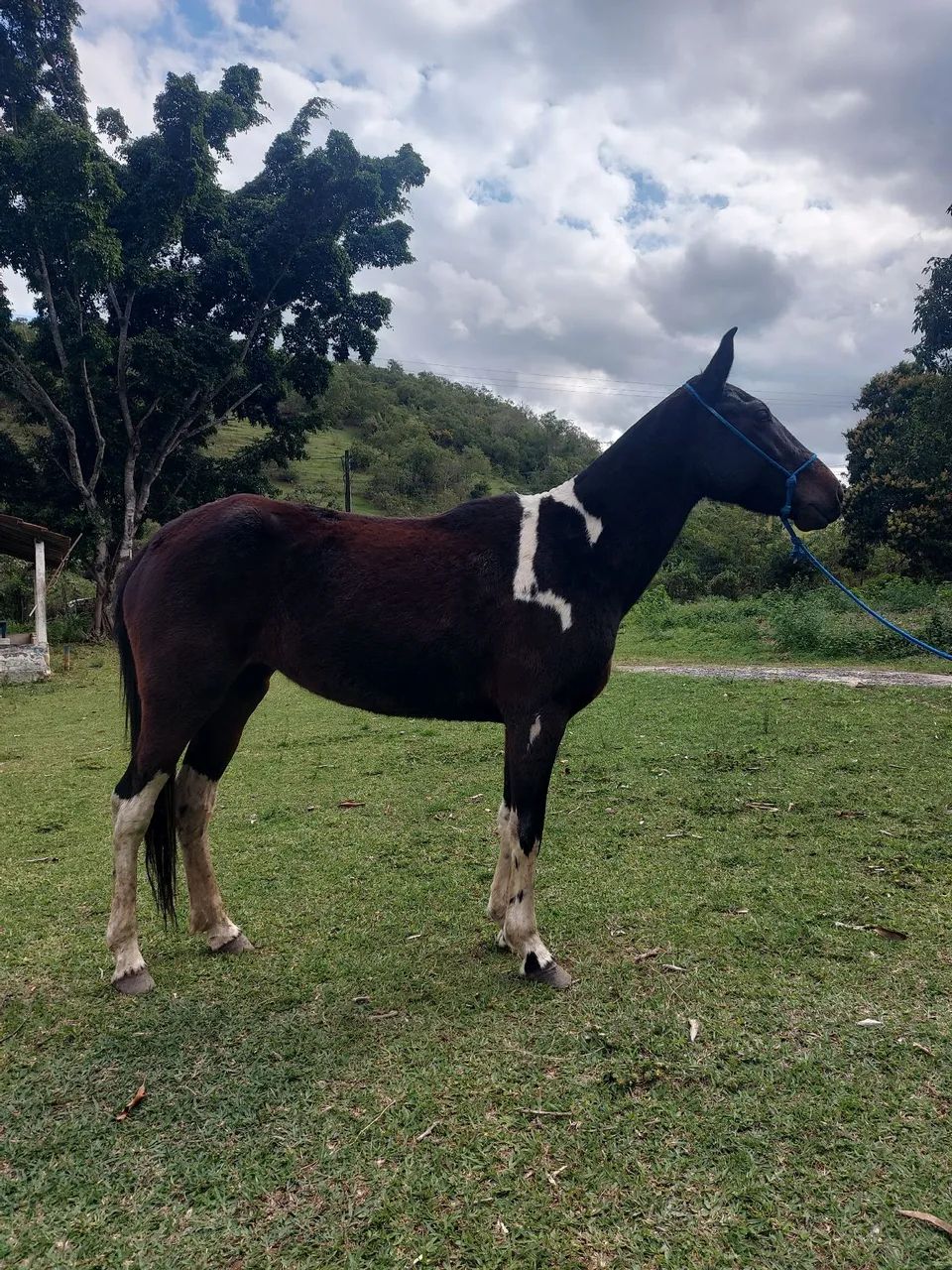 Egua pampa de preto  - Foto 3