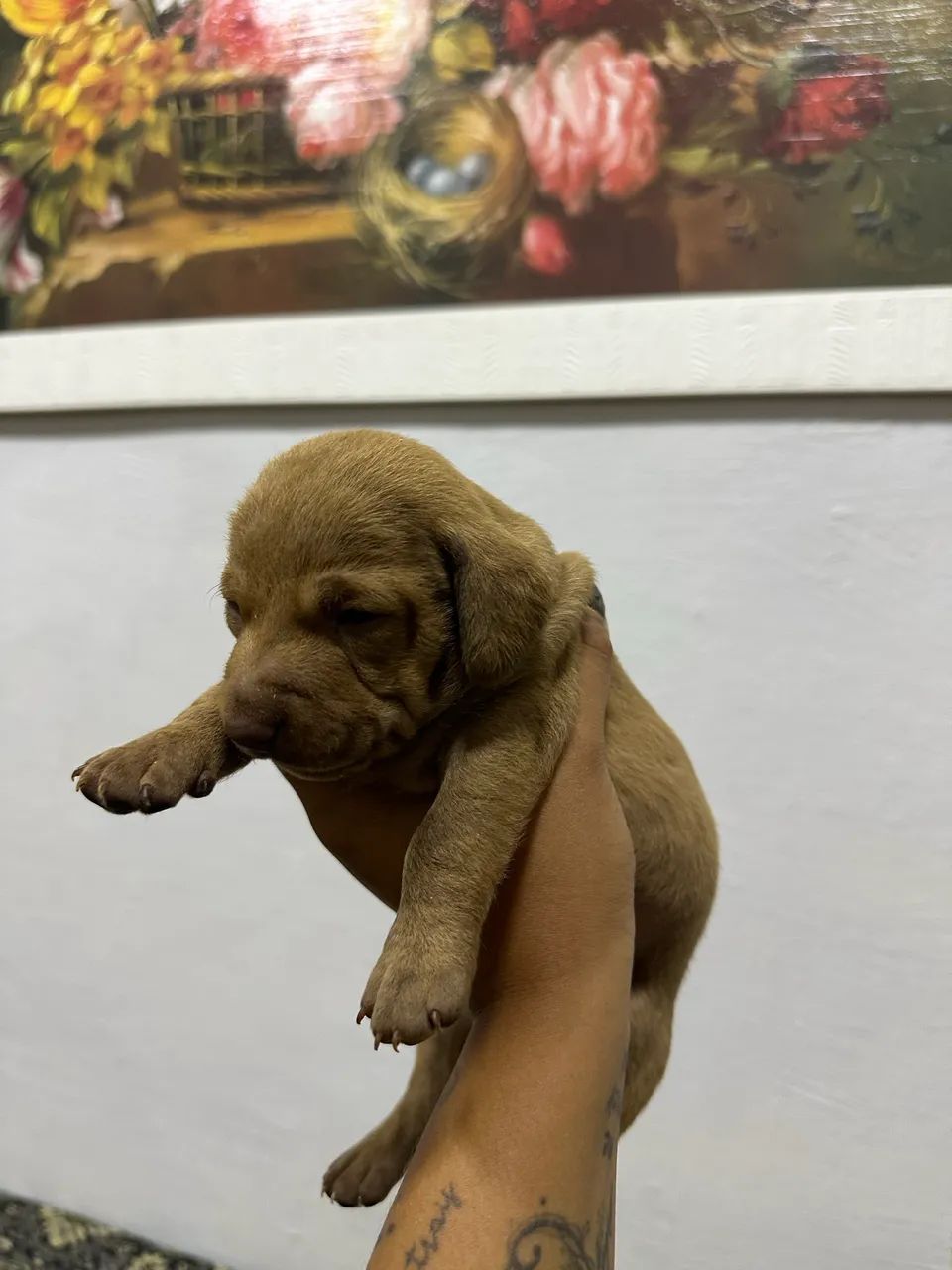 dachshund - Foto 2