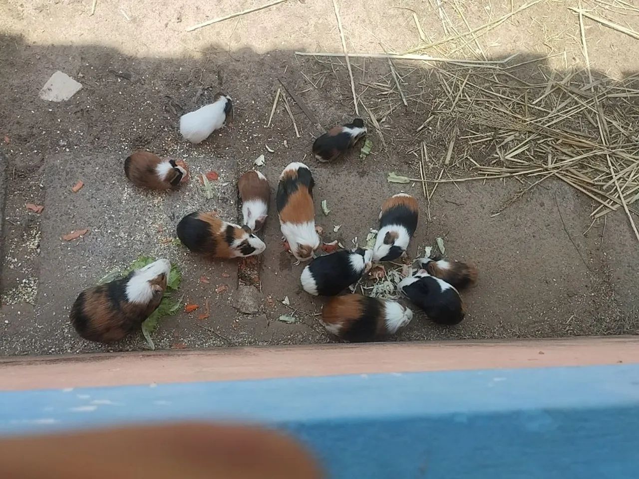 Lindos porquinhos da índia, ótimo animalzinho de estimação  - Foto 5