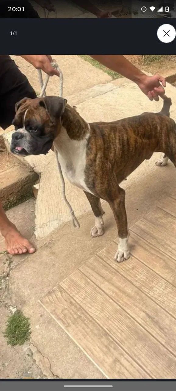 Vendo Boxer macho 