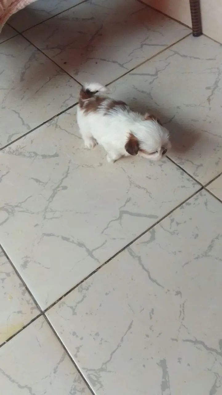 Cachorrod