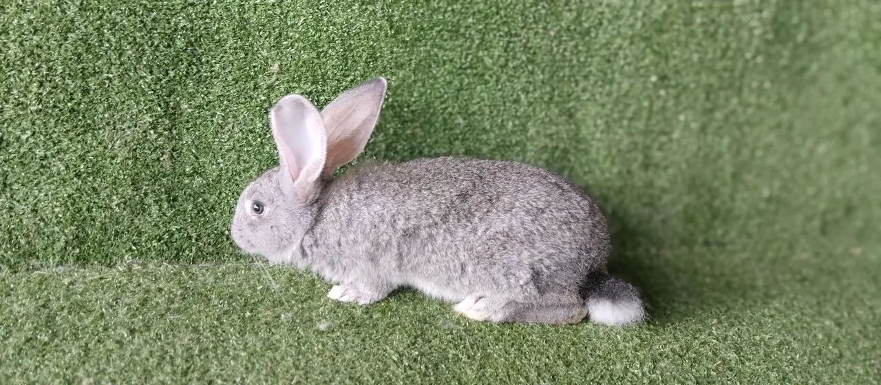 Filhotes de gigante de Flandres  - Foto 2