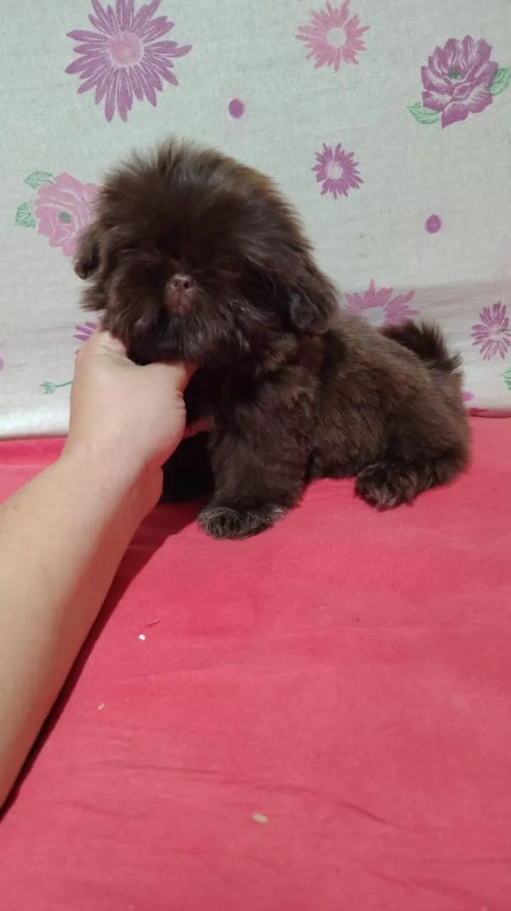 Mini Shih Tzu - Foto 3