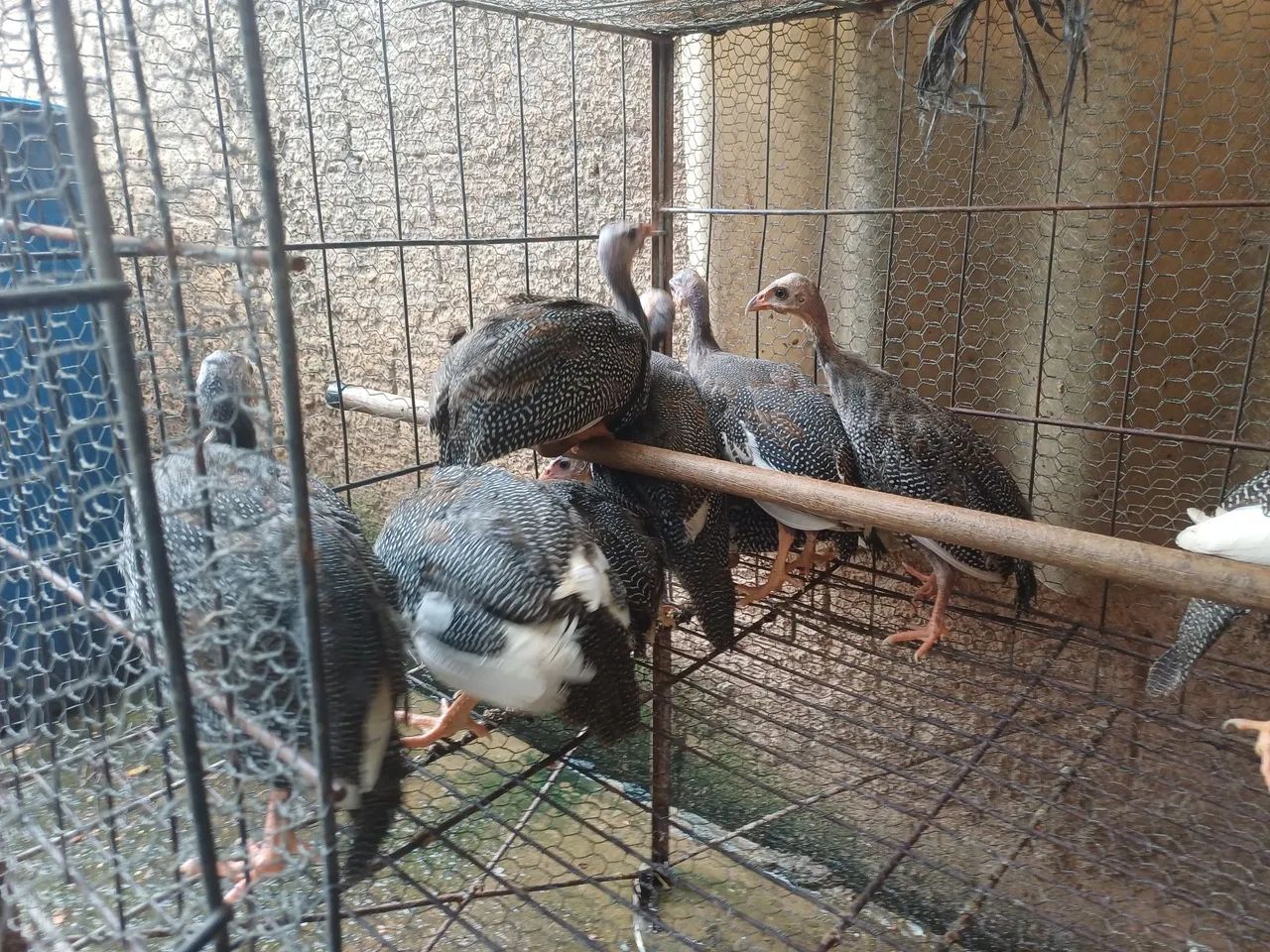 Galinha da Angola  - Foto 4