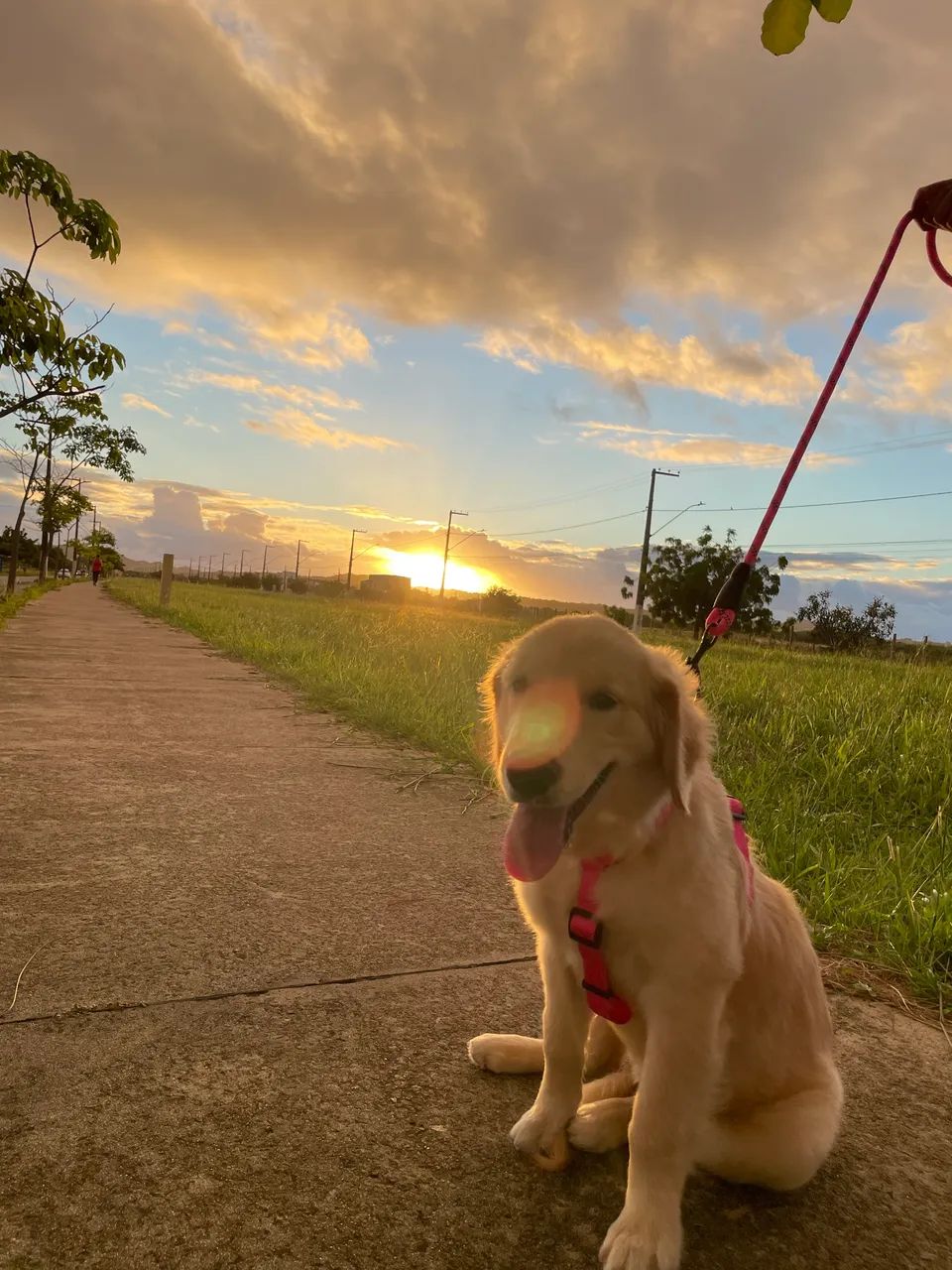 Golden 8 meses  - Foto 4